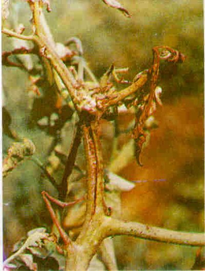 Domates bitkisinde bakteriyel solgunluk zararı.